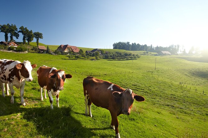 Bern Small-Group Day Trip from Zurich Including Cheese Tasting - Small-group minibus comfort: the tradeoff is time on the road