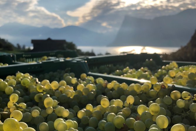 Cheese, Chocolate and Wine in the Bern Region from Luzern - Stop 2: Broc’s Maison Cailler for chocolate history plus tastings