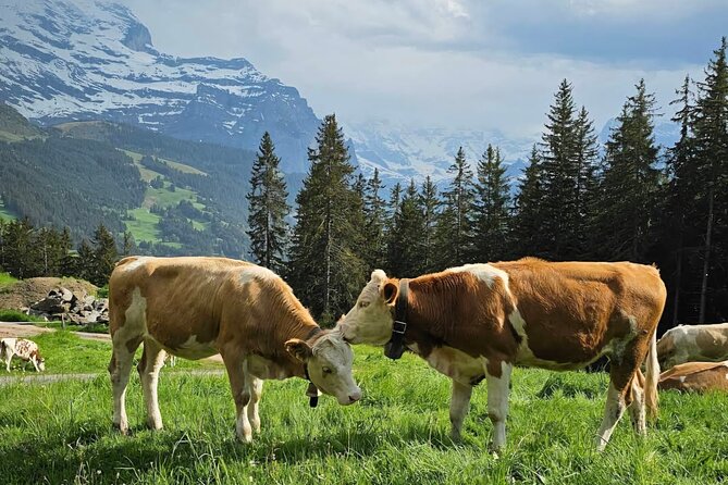 Easy countryside tour in Swiss Alps - kids friendly - Key highlights