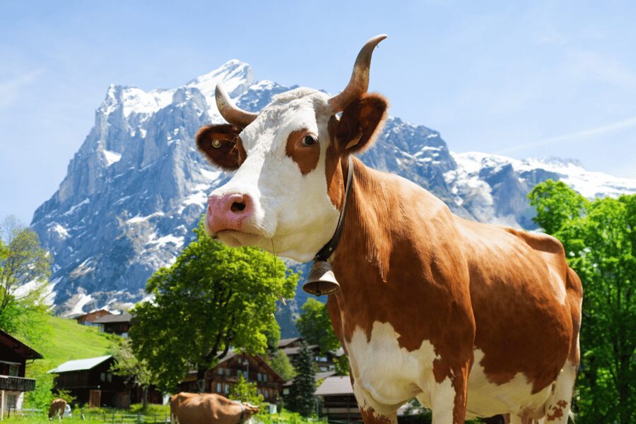 From Zurich: Chocolate and Cheese Tour in Appenzell - Key things I’d highlight before you go
