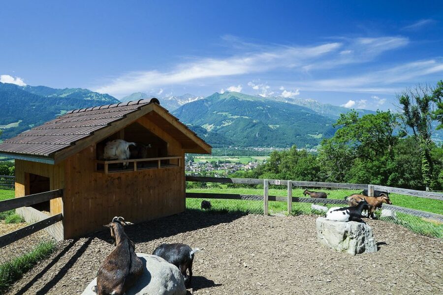 From Zurich: Private Trip to Liechtenstein and Heidiland - Gutenberg Castle in Balzers: Panoramas for the Extra-View Crowd