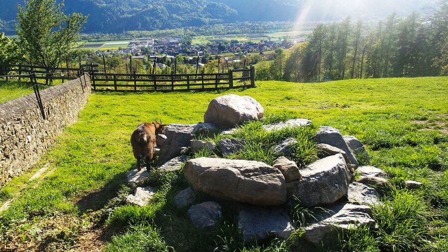 From Zurich: Private Trip to Liechtenstein and Heidiland - Leaving Zurich for Rapperswil Castle and the 600-Rose Moment