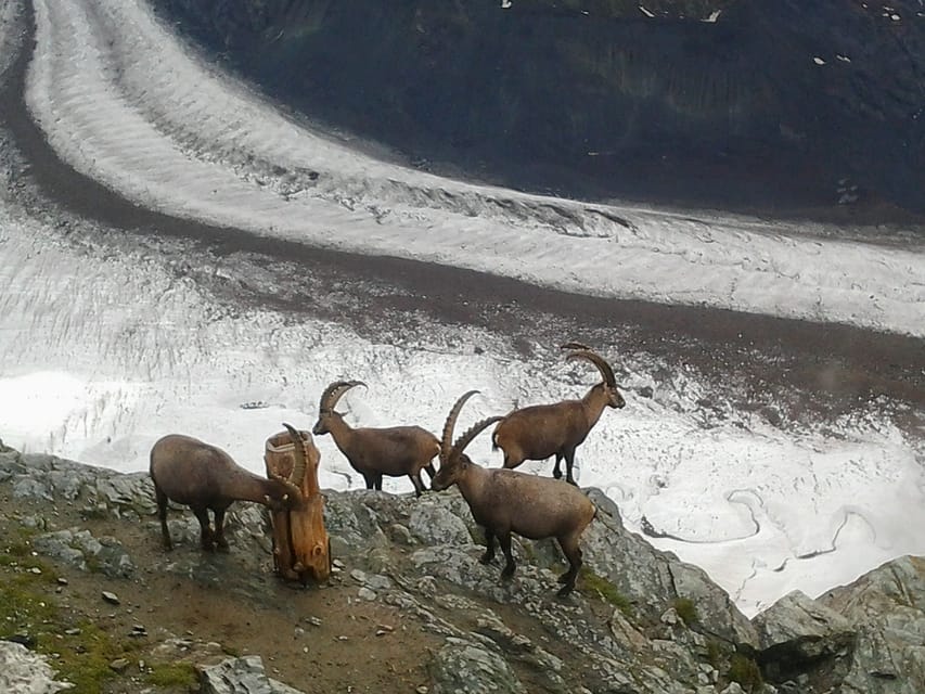 From Zürich: Small Group Tour to Zermatt and Mt. Gornergrat - Gornergrat Railway: the cogwheel climb that changes everything