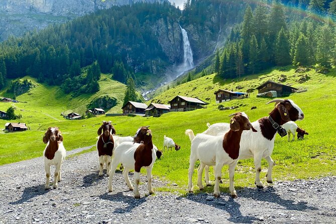 From Zurich: The most beautiful insider spots in Switzerland (private 1-day tour) - Zurich to the Swiss Alps in one day: what this insider route does differently