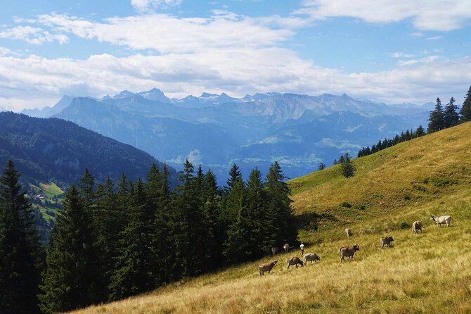 Full-Day Hiking Swiss Alps and Lake swim with Pick-up - What’s Included (and What You’ll Want to Add Yourself)