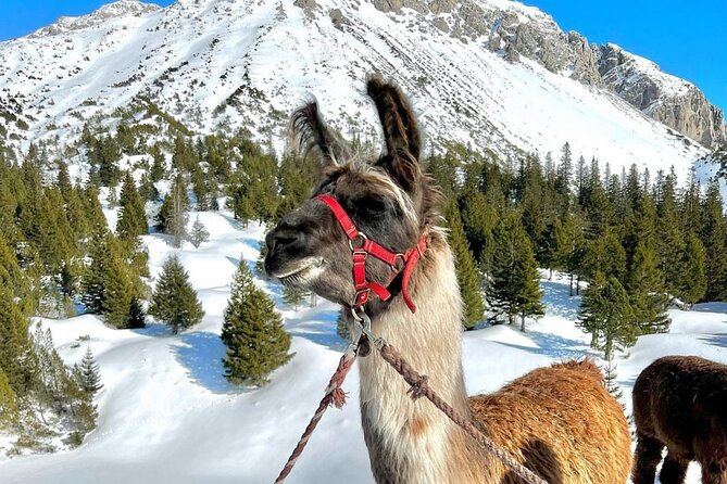 Guided llama hike with traditional raclette - The Llama Hike: Calm Pace, Real Animal Time