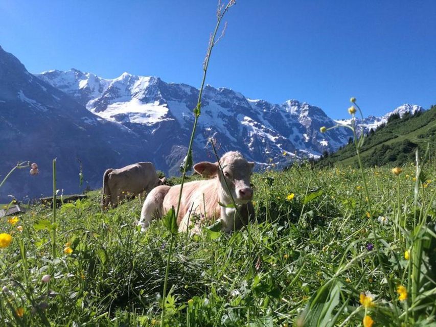 Interlaken: 72 Waterfalls Valley & Lauterbrunnen E-Bike Tour - Into the Valley of 72 Waterfalls: Why This Part Feels Special