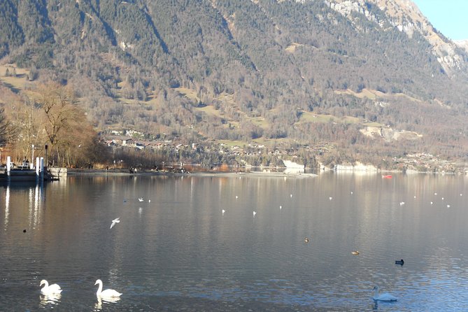 Interlaken Private Tour: Mountains Cows, Thun Lake, and Brienz Lake - A quick look at Se lpark and the adventure-park side of Unterseen