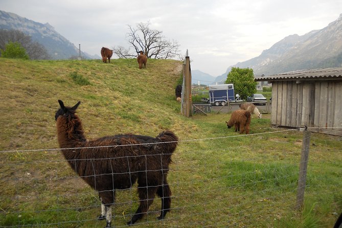 Interlaken Private Tour: Mountains Cows, Thun Lake, and Brienz Lake - Weather, timing, and what you should pack