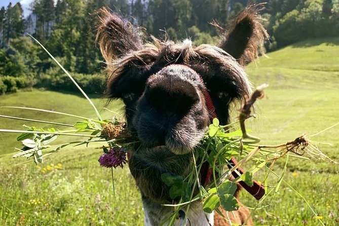 Llama hike through the wonderful Liechtenstein mountains - Key highlights you should know before you go