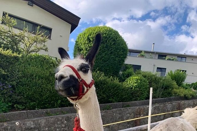 Llama hike through the wonderful Liechtenstein mountains - Rain, nervous llamas, and how to stay relaxed