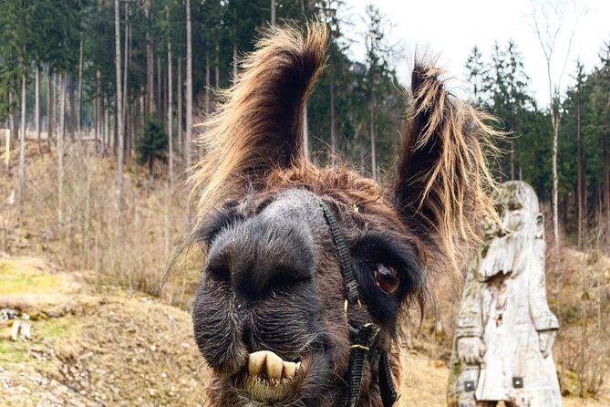 Llama hike through the wonderful Liechtenstein mountains - Who should book this llama hike in Liechtenstein