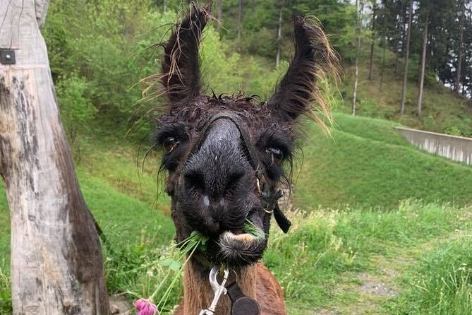 Llama hike through the wonderful Liechtenstein mountains - Getting your llama assignment and what the guide will teach