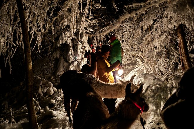 Llama hike with homemade, traditional cheese fondue - What the 2 hours 30 minutes feel like on the move