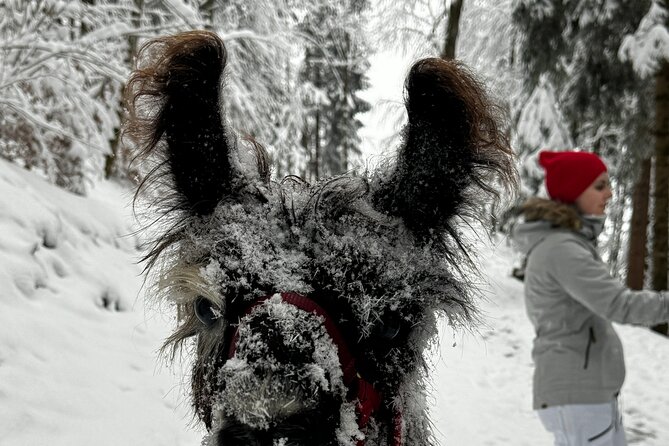 Llama hike with homemade, traditional cheese fondue - Price and value: what $99.90 buys you in Liechtenstein