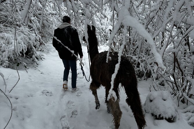 Llama hike with homemade, traditional cheese fondue - Weather, comfort, and the small things that matter