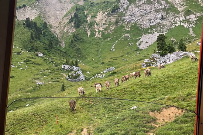 Mt. Pilatus with Lake of Lucerne Cruise Private Tour from Lucerne - The world’s steepest cogwheel down to Alpnachstad