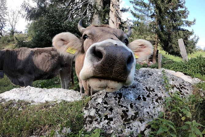Private Guided Day Trip to Pilatus - Why Pilatus is such a smart Lucerne day trip