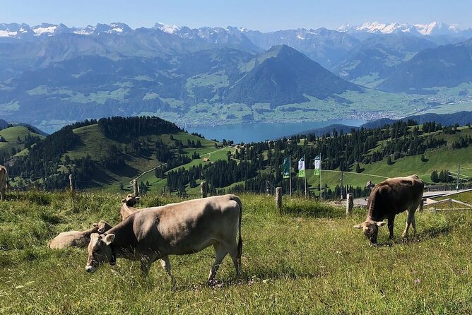 Private Guided Hike on Mt. Rigi with Farm Visit and BBQ - Lunch Details and Optional Stops at the Alpine Inn