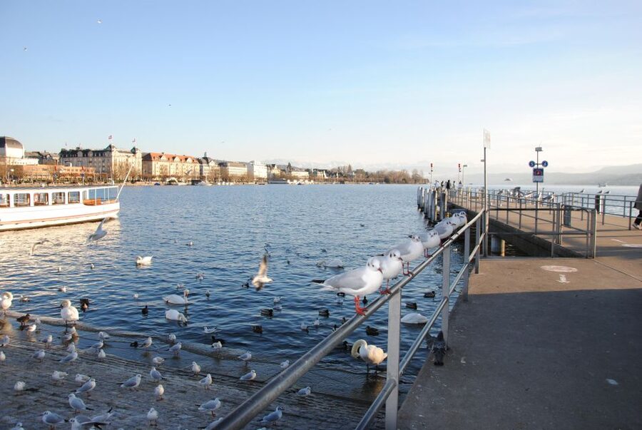 Zurich: 360° city walk including hidden spots - Lindenhof viewpoint: where legends, ruins, and city power all meet