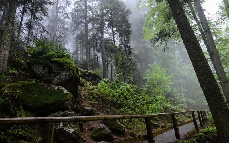 Zürich/Lucerne: Rhine Falls, Titisee & Black Forest Day Trip - The Real Value of a Private Car for Rhine Falls and the Black Forest