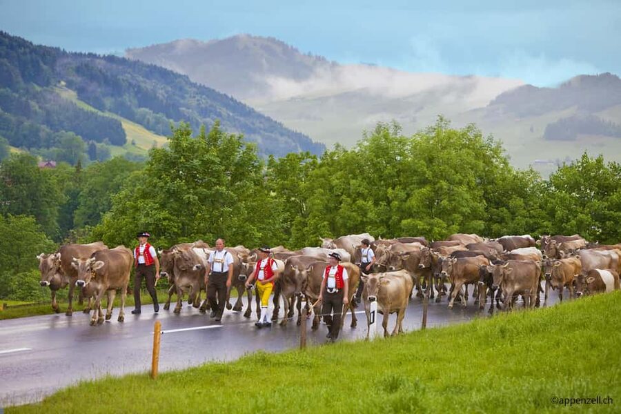 Zurich Open-top Tour and Chocolate and Cheese Countryside - The Countryside Transfer: Time to Reset Before Chocolates and Cheese
