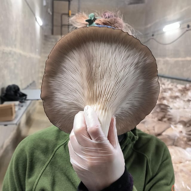 Zurich's best-kept secret: the hidden world of mushrooms! - Touch, Smell, and Taste: Why the Sensory Part Is the Real Learning Tool