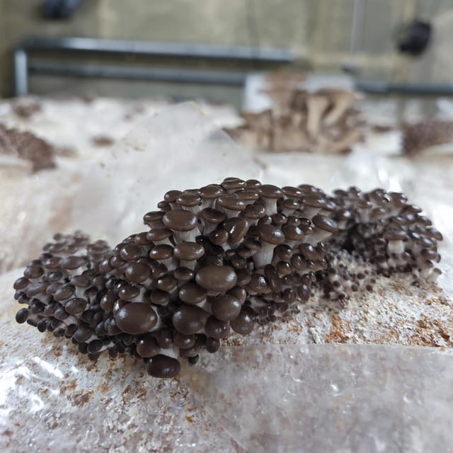 Zurich's best-kept secret: the hidden world of mushrooms! - Organic-Certified Urban Growing and the Sustainability Lesson That Actually Lands