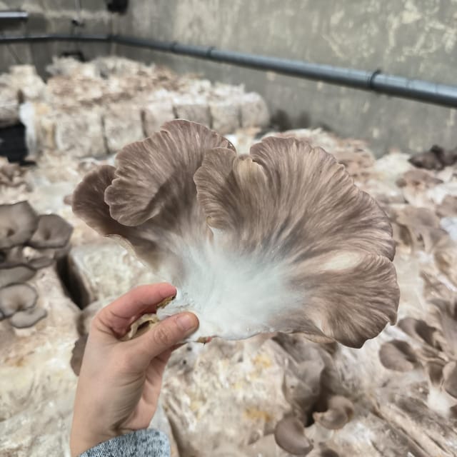 Zurich's best-kept secret: the hidden world of mushrooms! - What You Can Buy: Fresh Mushrooms and a Mushroom Box for Home