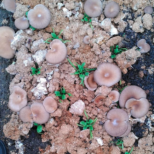 Zurich's best-kept secret: the hidden world of mushrooms! - Practical Tips: Timing, What to Wear, and How the Tour Works on the Ground