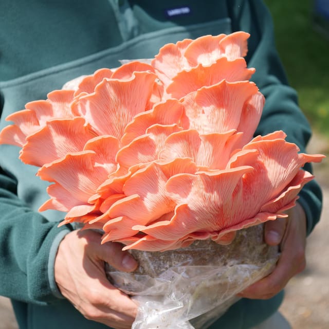 Zurich's best-kept secret: the hidden world of mushrooms! - Price and Value: Is $89 Worth Two Hours?